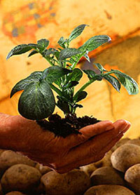 Gmo Crop Gmo Crop