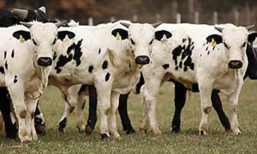 clonedbulls.jpg